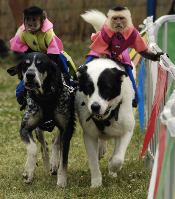 Lake Co. board member calls for end to 'inhumane' Banana Derby