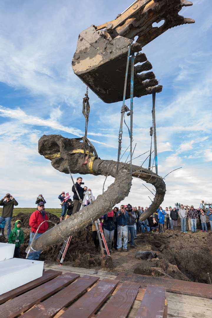 Woolly mammoth found in Michigan field by farmer