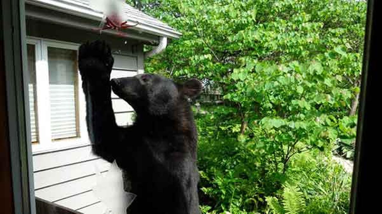 Black bear wanders into Rockford family's yard ...