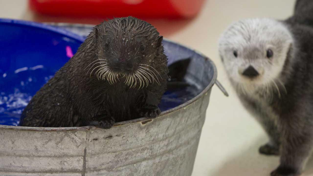 Rescued sea otter 'Cayucos' dies at Shedd Aquarium ...