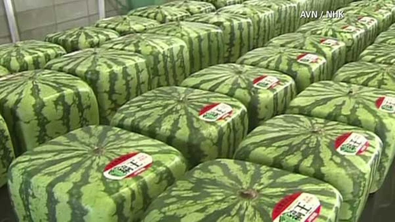 japan-s-square-watermelons-gain-popularity-abc7chicago