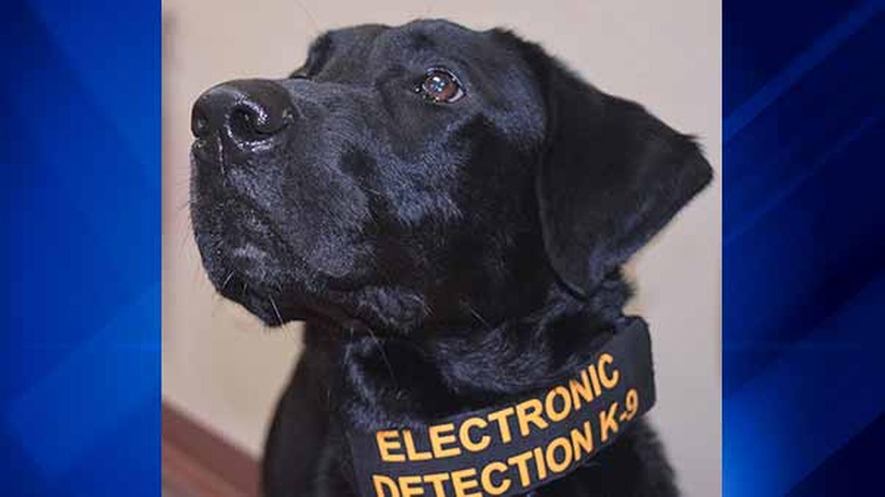 PornSniffing Dog Will Co. gets electronic detection K9 to fight