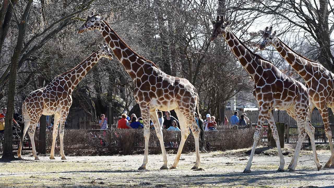 PHOTOS Giraffes enjoy springlike weather at Brookfield Zoo