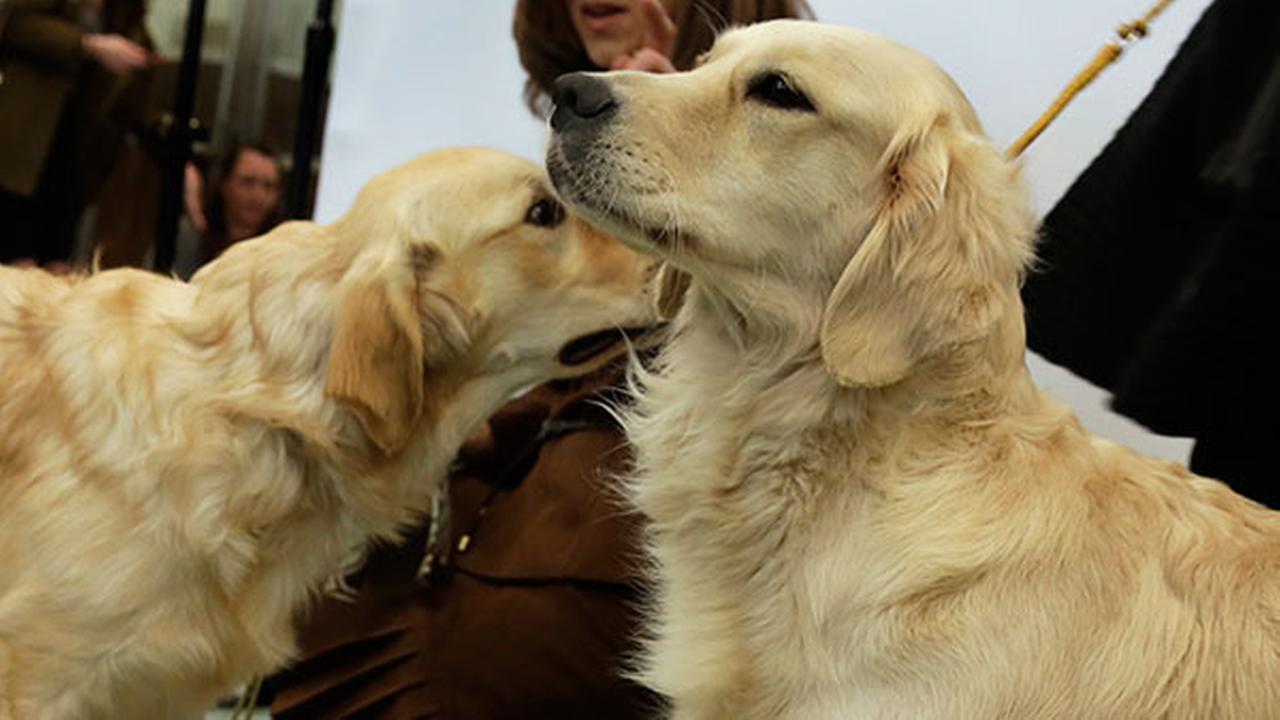 American Kennel Club names Chicago's favorite dog breeds of 2016