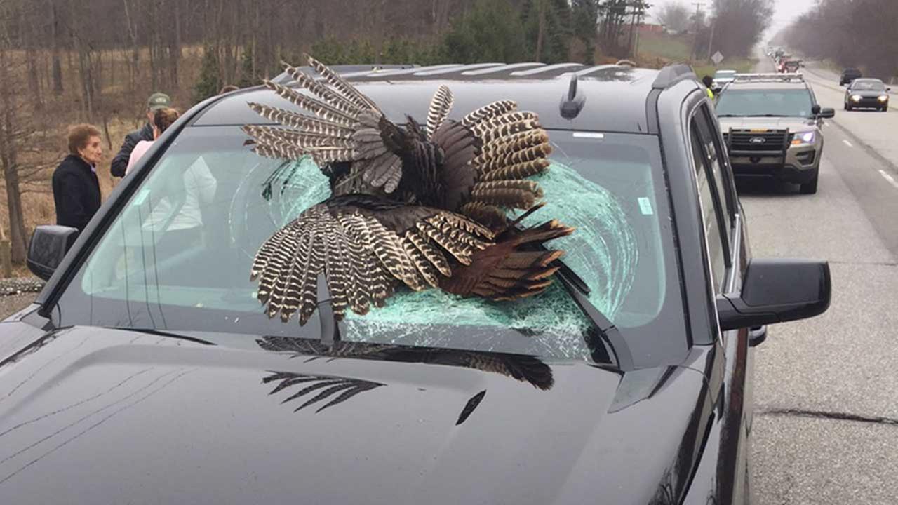 Turkeys thanksgiving number killed