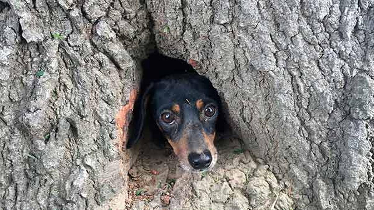 Off duty KSP troopers rescue dog trapped inside tree