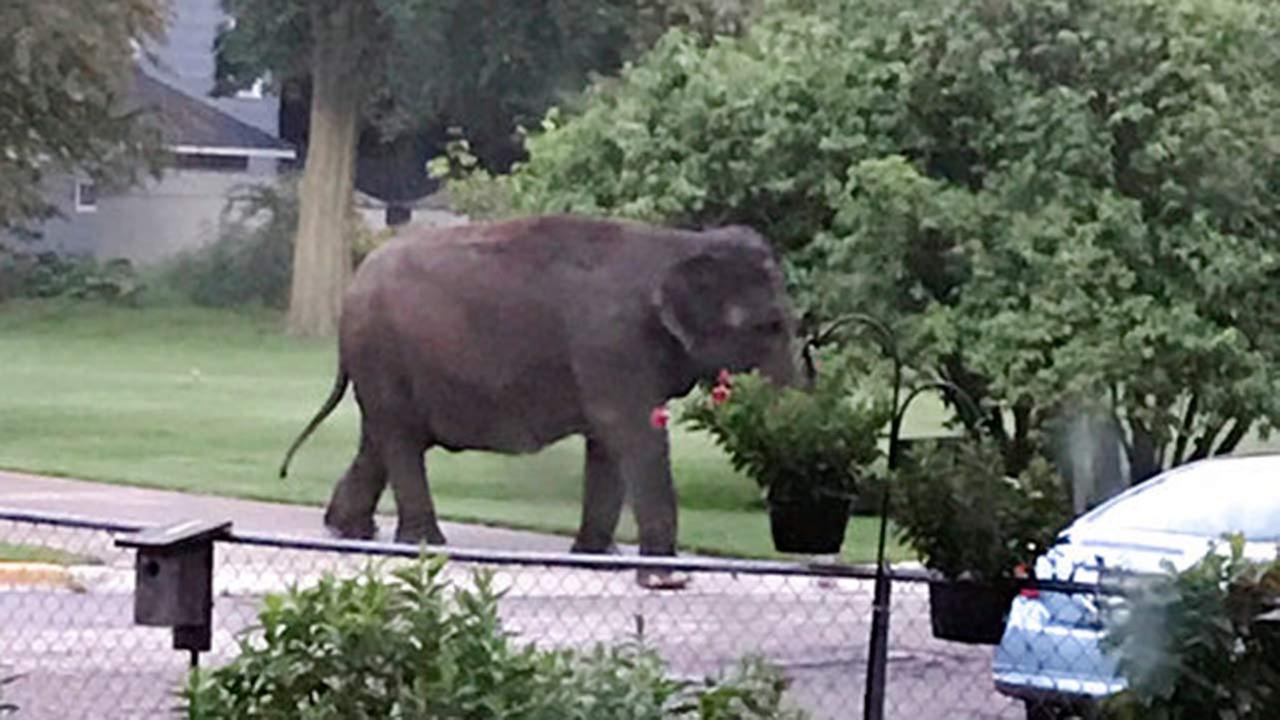 Escaped elephant strolls through Wisconsin neighborhood