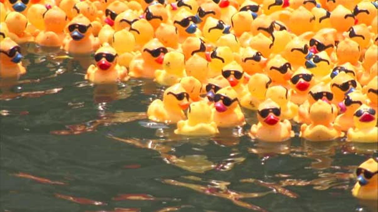Windy City Rubber Ducky Derby returns to Chicago River