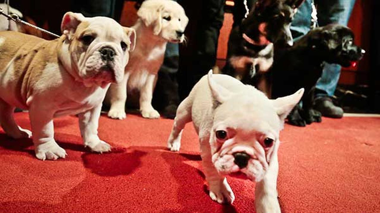 Company Offers 'Puppy Parental Leave' For New Owners Company Offers 'Puppy Parental Leave' For New Owners