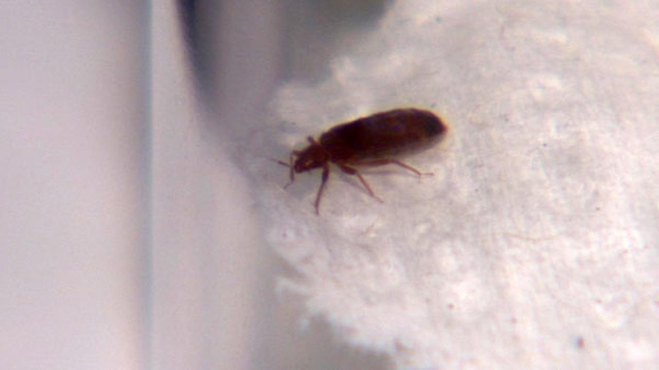 Chicago tops bed bugs list for the 4th year