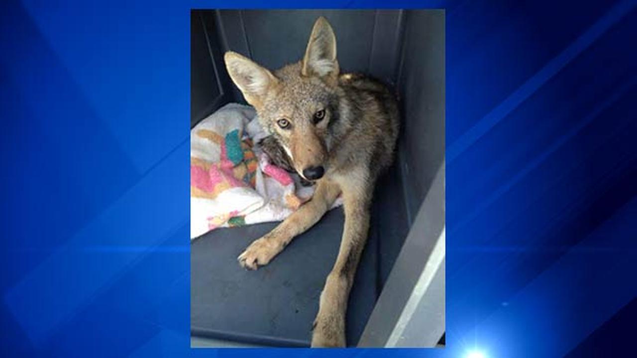 PHOTOS: Coyote Hit By Car, Stuck In Bumper | Abc7chicago.com