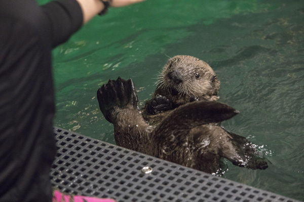 Illinois aquarium helps rehabilitate orphaned sea otter ...