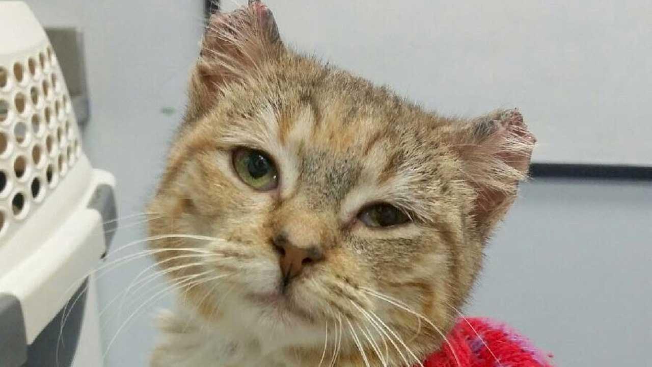 Frostbitten kitten 'Sunny' rescued, recovering