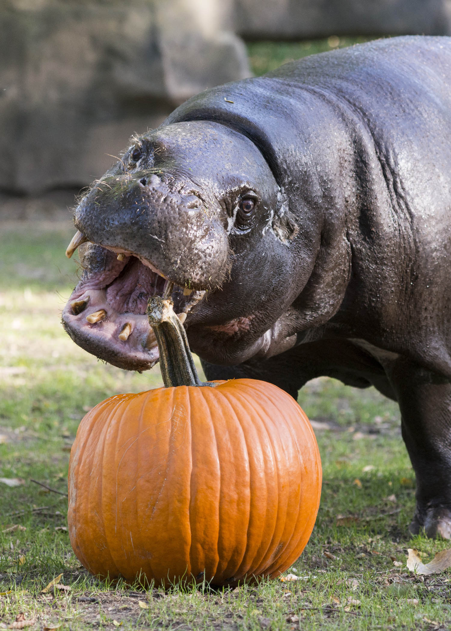 PHOTOS Brookfield Zoo animals enjoy Halloween treats