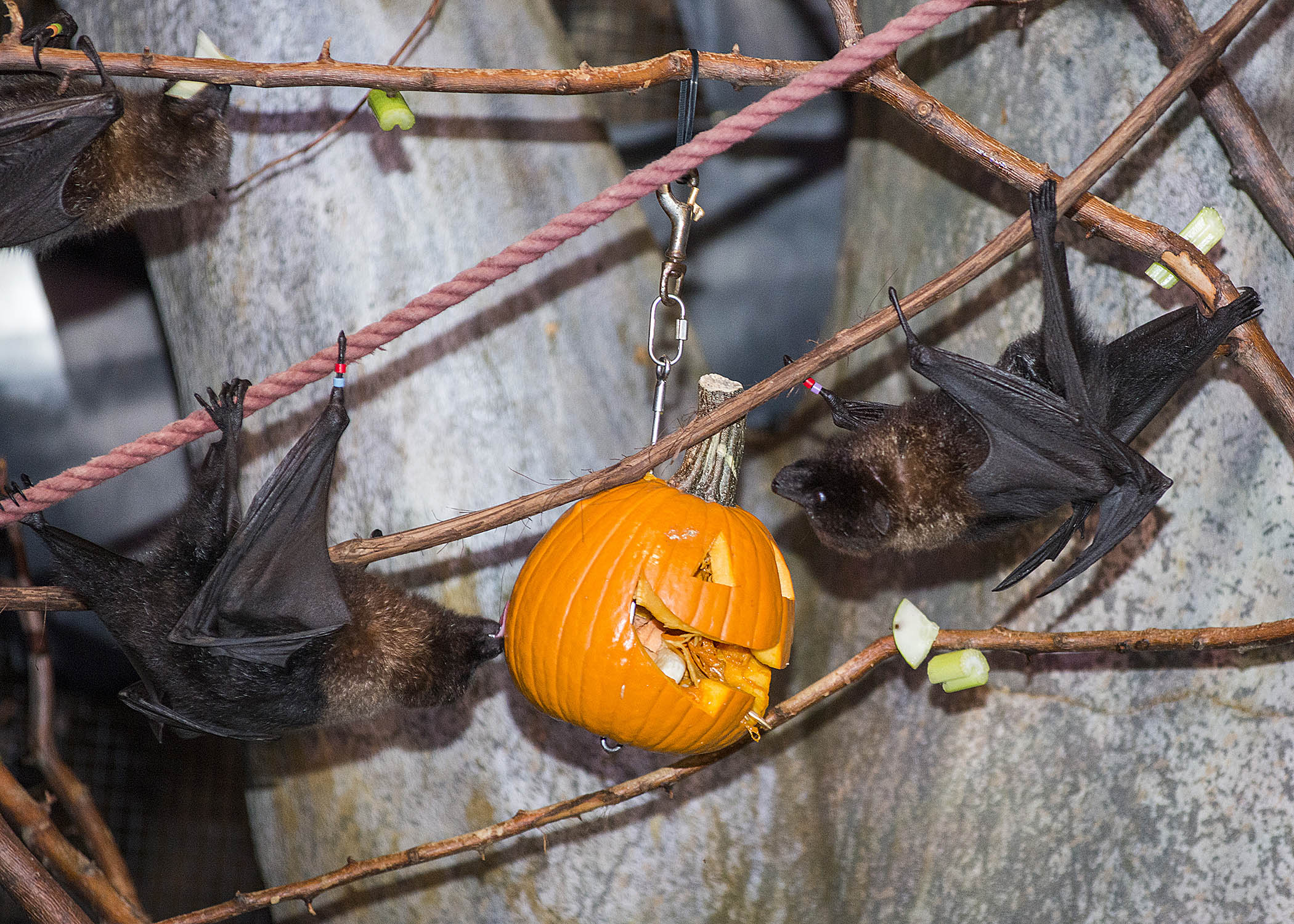 PHOTOS Brookfield Zoo animals enjoy Halloween treats