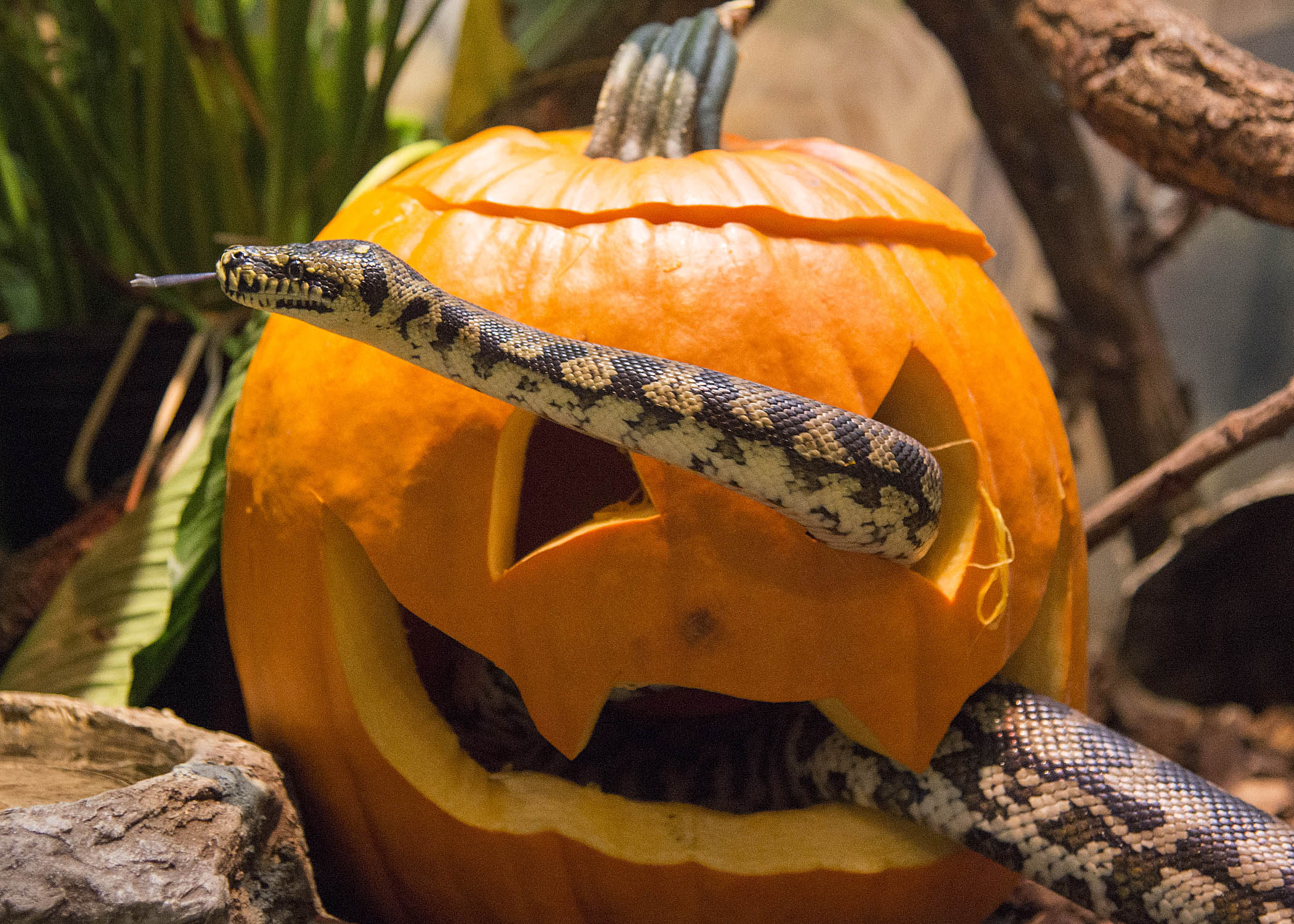 PHOTOS Brookfield Zoo animals enjoy Halloween treats