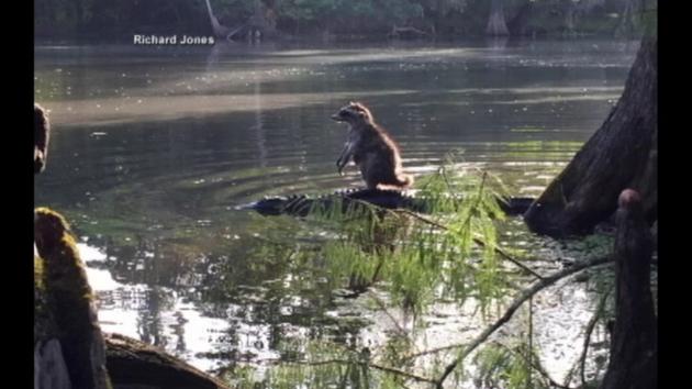 Baby Raccoon ride on Alligator