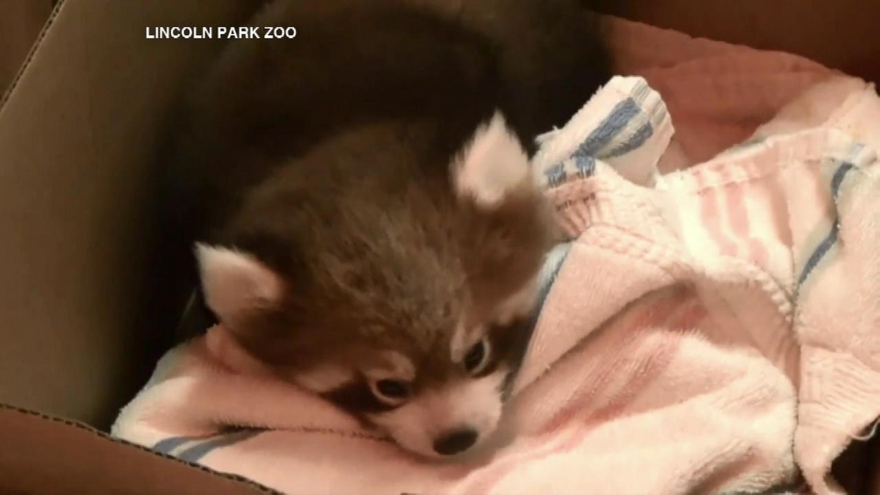 Lincoln Park Zoo red panda cubs could make debut soon Lincoln Park Zoo red panda cubs could make debut soon