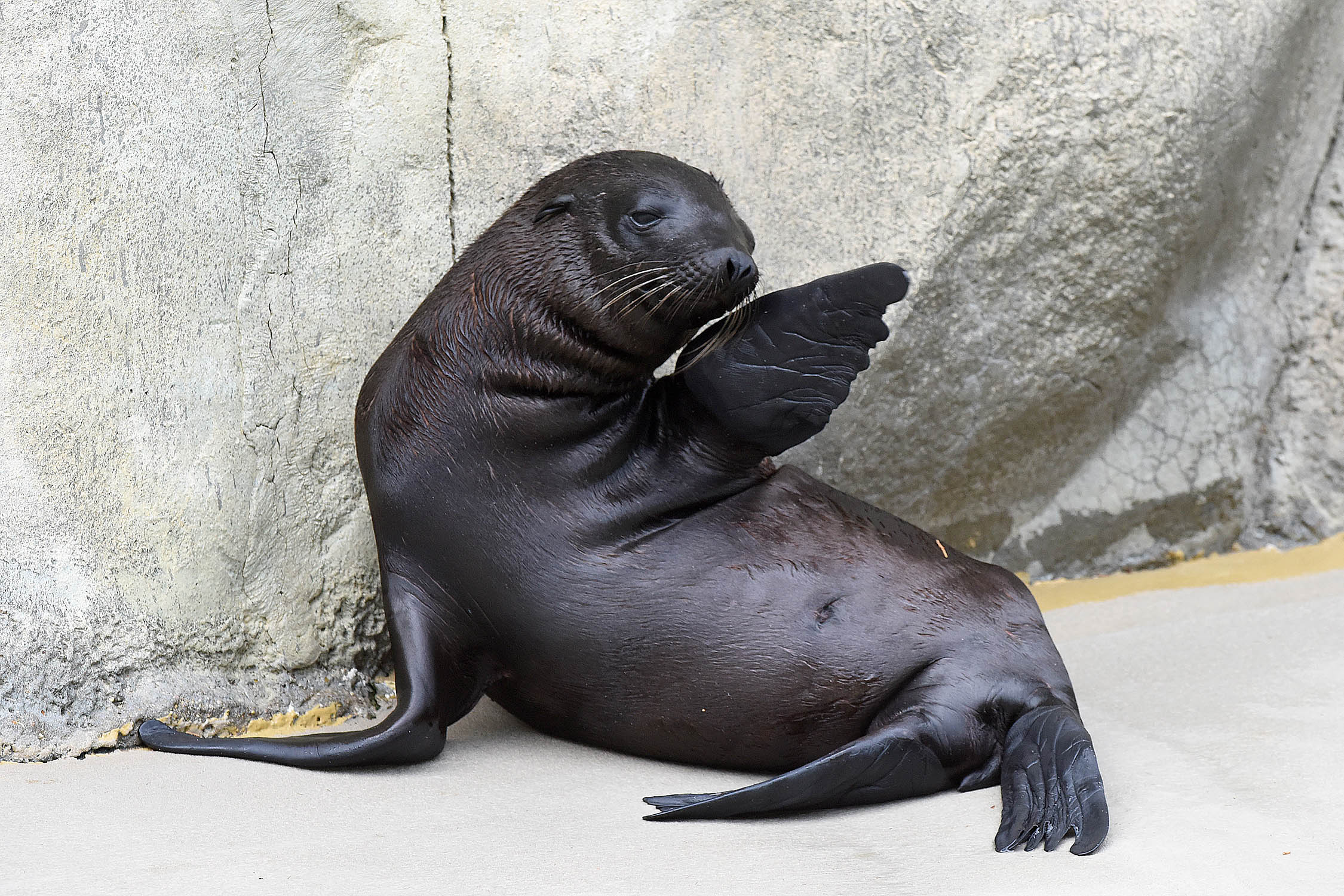 Brookfield Zoo welcomes 2 California sea lion pups | abc7chicago.com