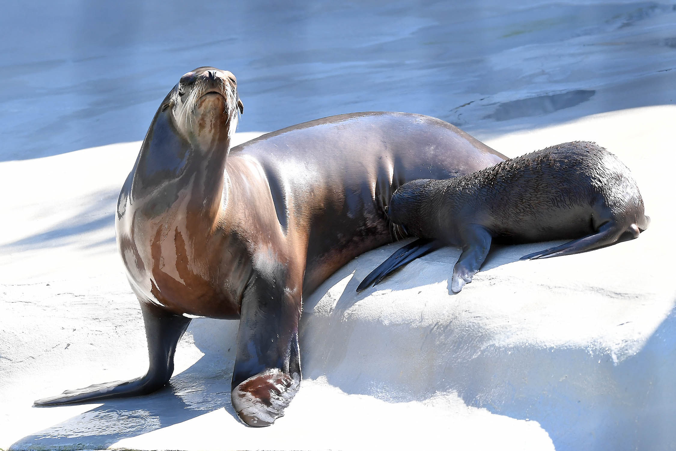 Brookfield Zoo welcomes 2 California sea lion pups | abc7chicago.com