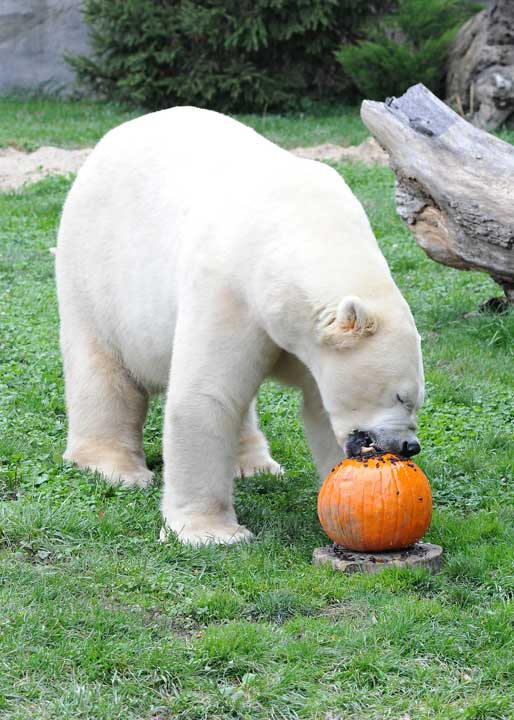 Zoo animals celebrate Halloween
