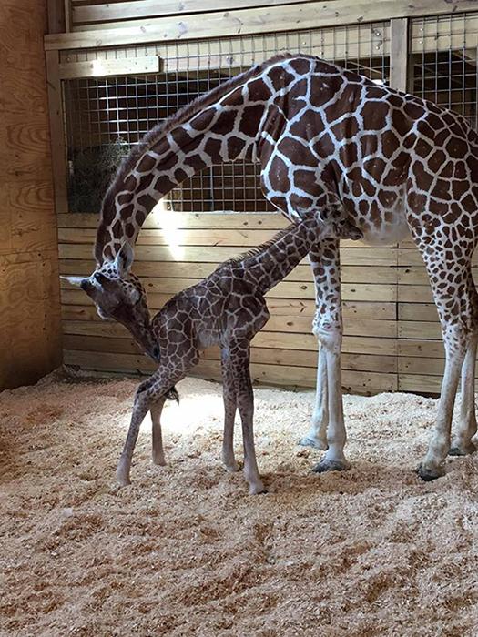 LIVE GIRAFFE CAM April the Giraffe has given birth to new