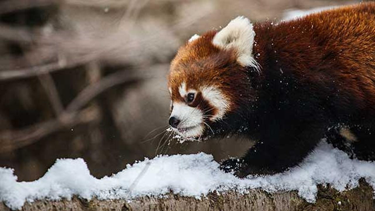 Photos Red Panda Cubs Growing Quickly At Lincoln Park Zoo