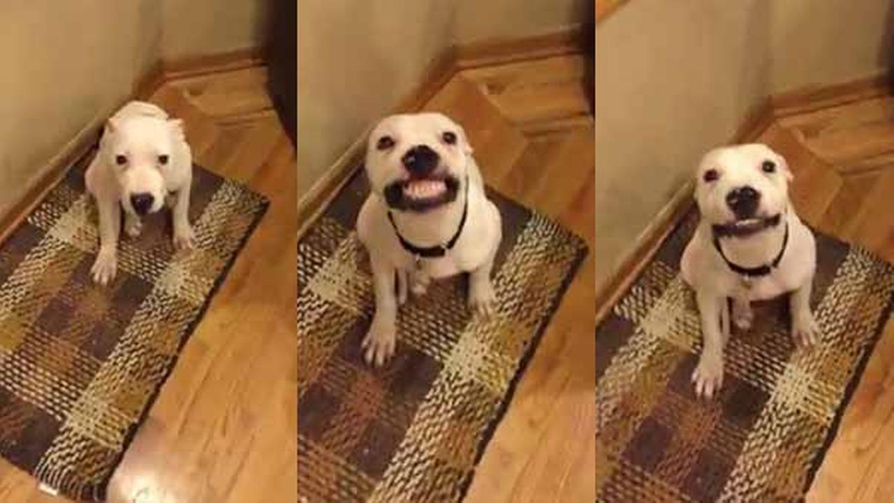 Warning About Virus That S Killing Nj Dogs 6abc Com
