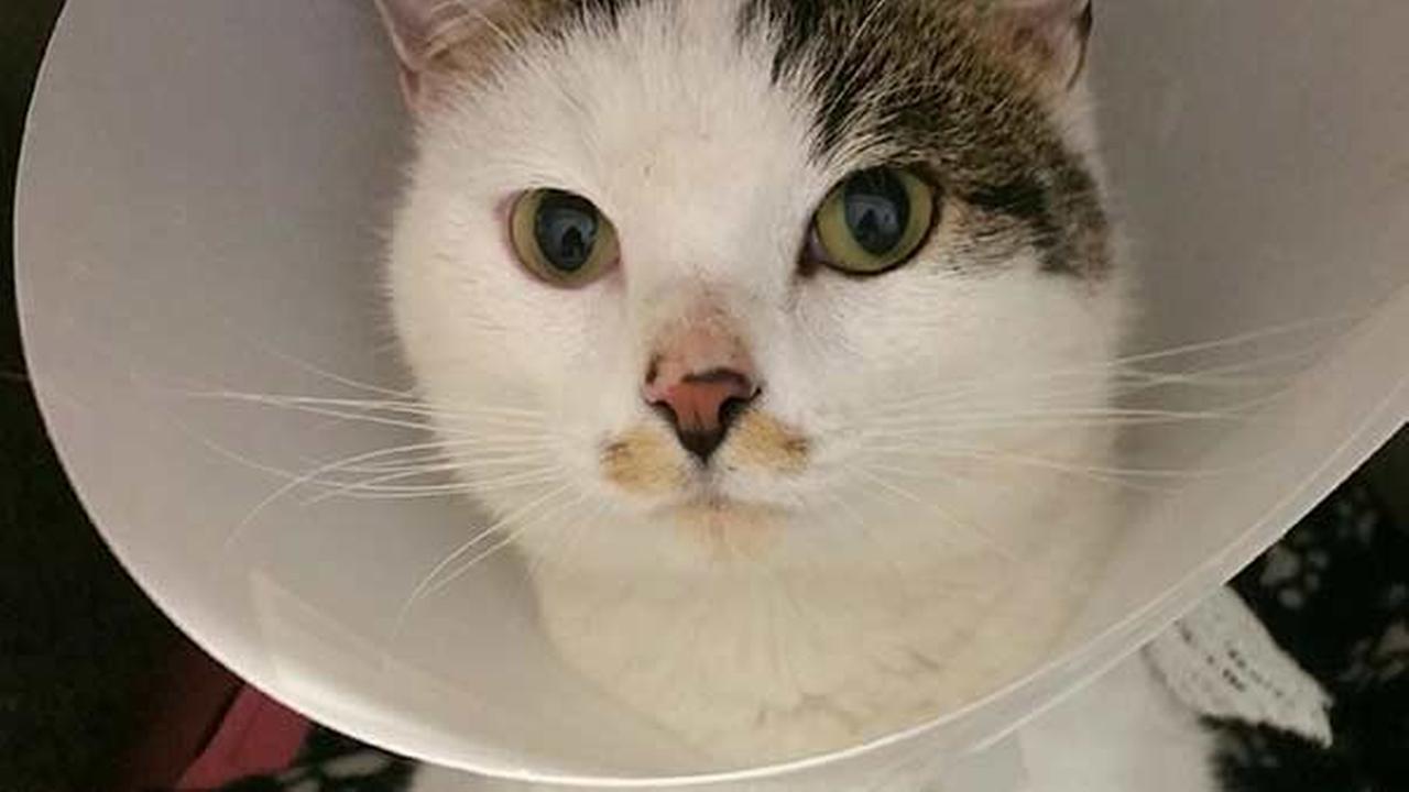 Cat scalded by boiling water continues recovery