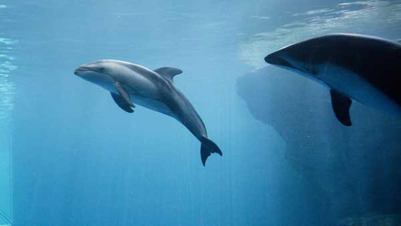 Chicago aquarium celebrates Pacific whitesided dolphin calf's 1st