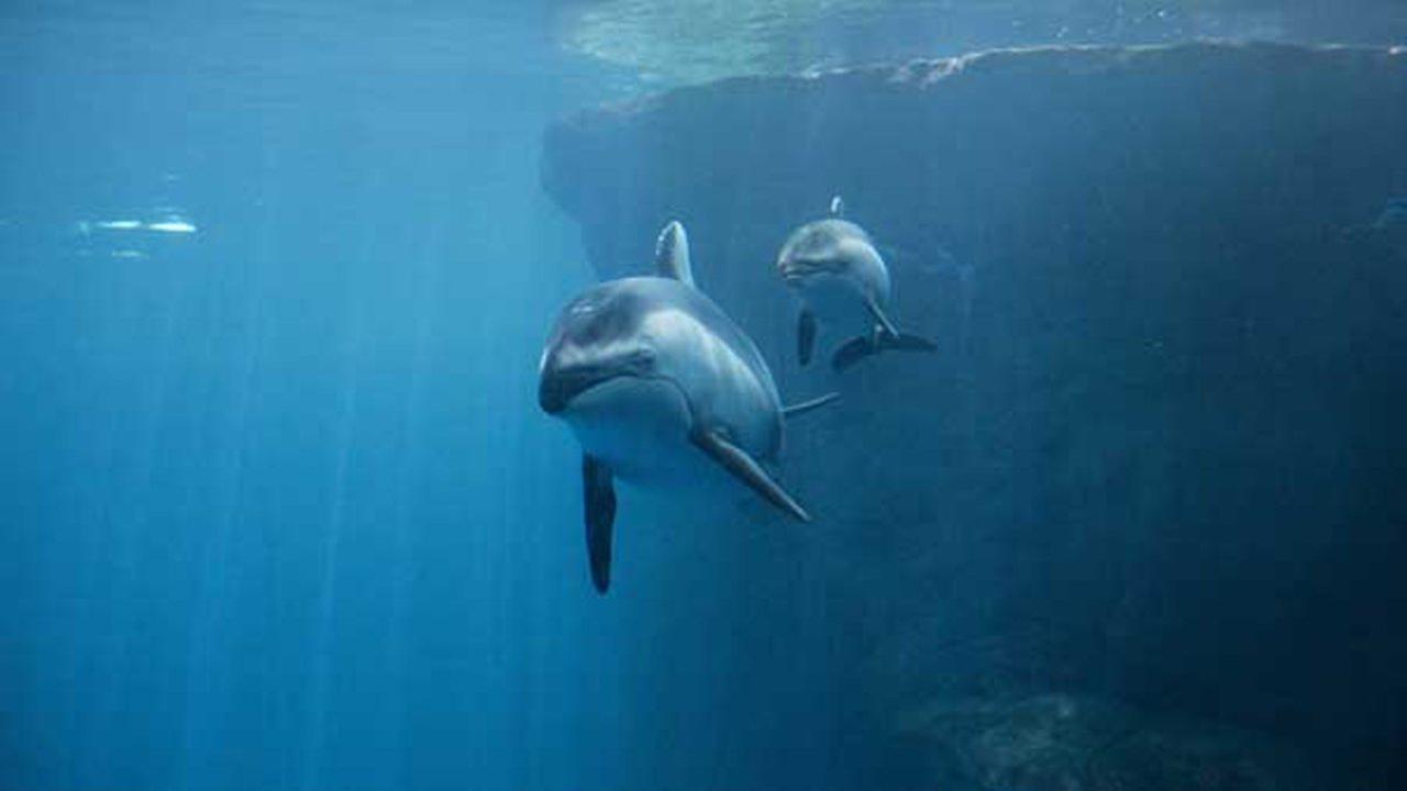 Chicago aquarium celebrates Pacific whitesided dolphin calf's 1st