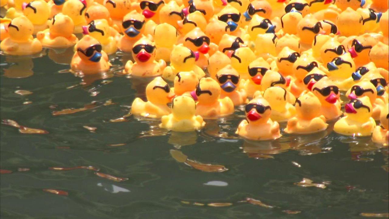 Thousands of rubber ducks float down Chicago River