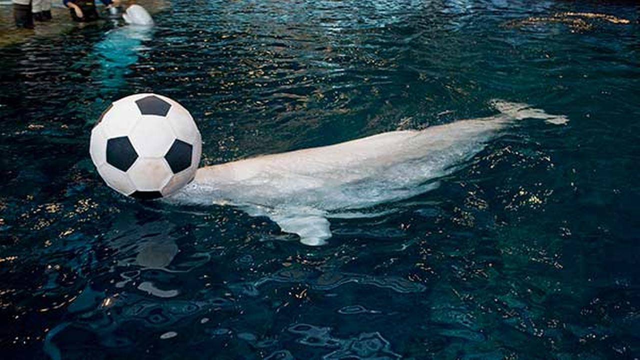 World Cup Shedd Aquarium belugas cheer on Team U.S.A. with soccer ball