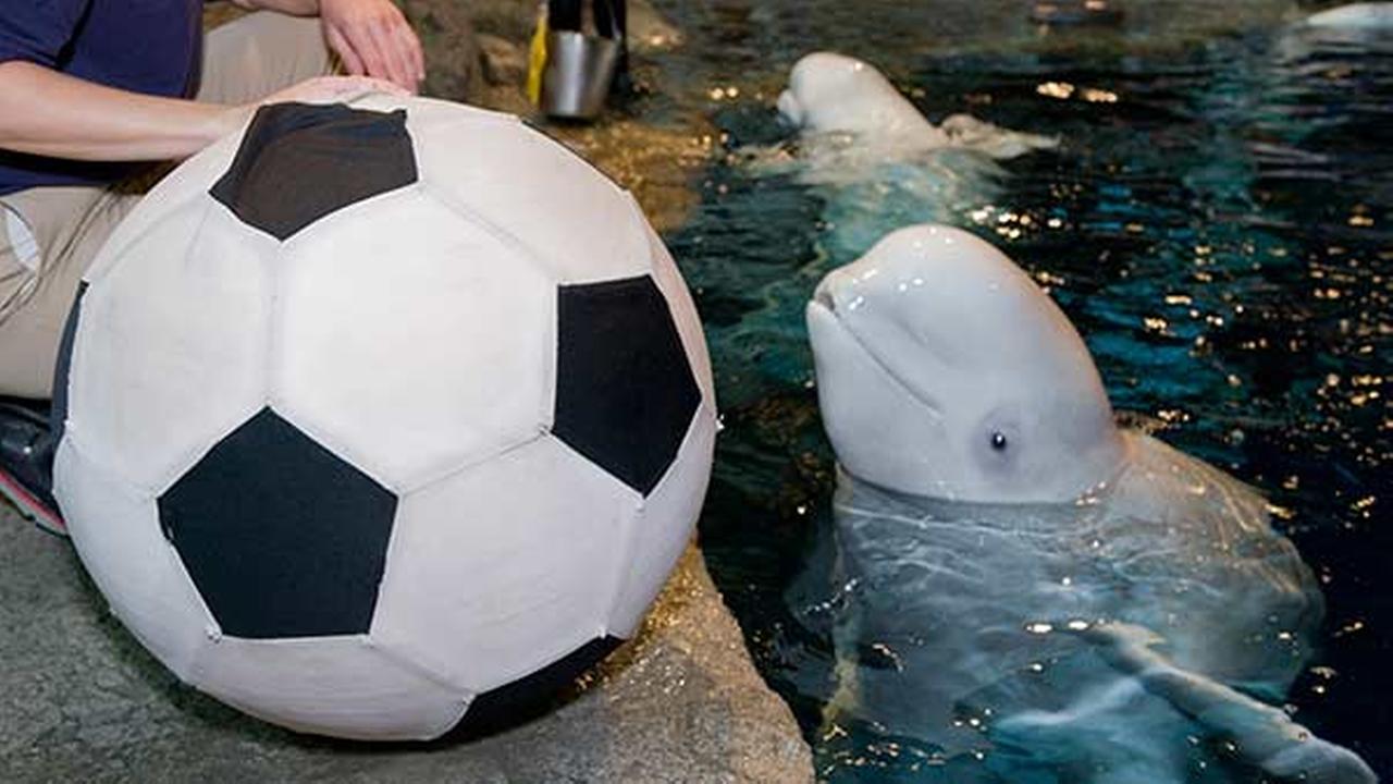 World Cup Shedd Aquarium belugas cheer on Team U.S.A. with soccer ball