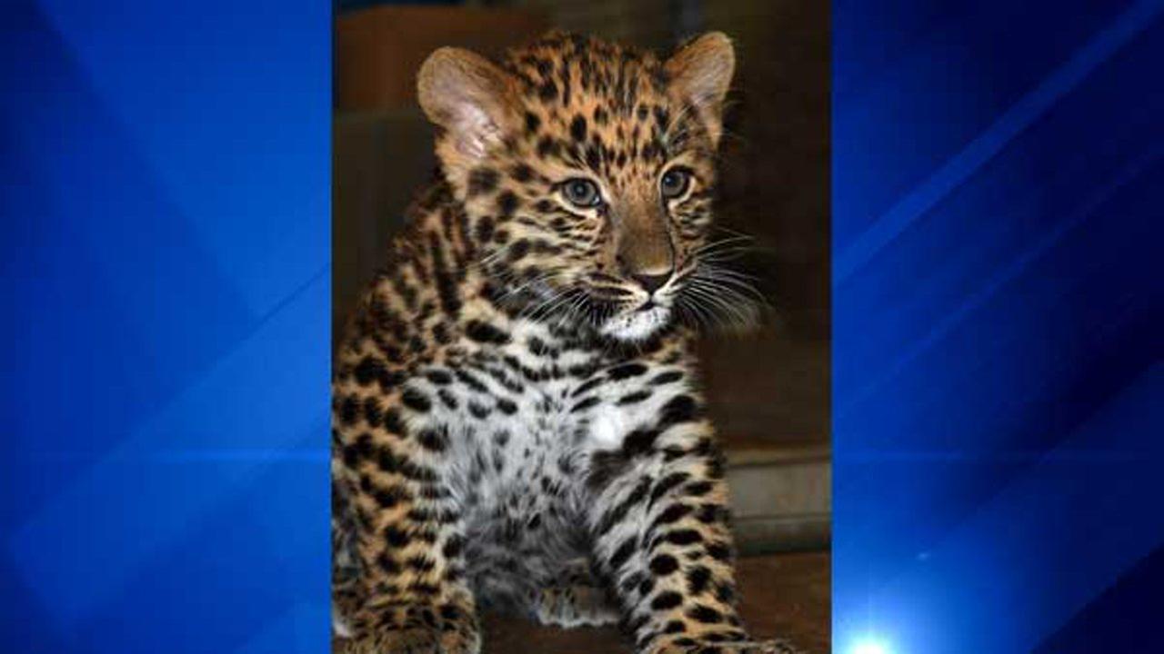 Photos Brookfield Zoo Welcomes Amur Leopard Cub