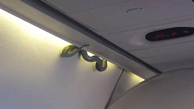 Image result for snake on a plane pictures