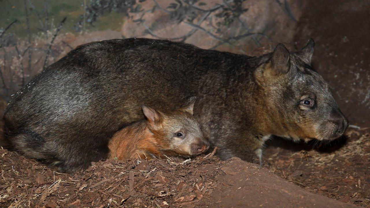 PHOTOS Wombat joey makes debut at Brookfield Zoo