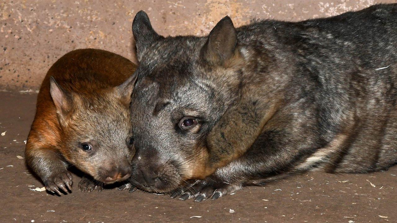 PHOTOS Wombat joey makes debut at Brookfield Zoo