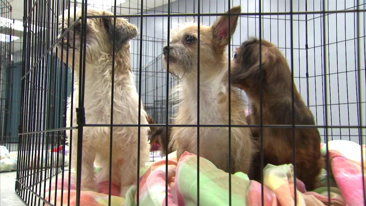 Free Cat Kitten Adoptions All Month At Chicago Animal
