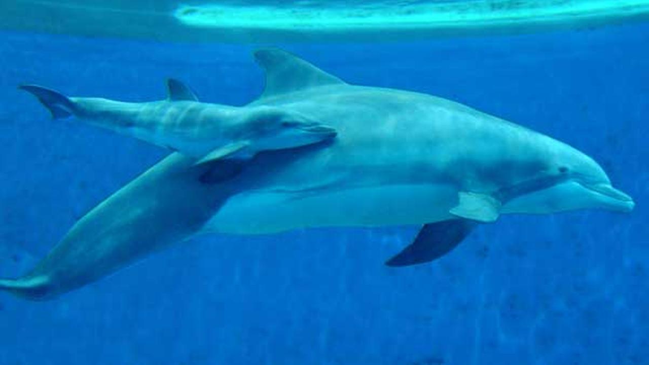 PHOTOS 2 bottlenose dolphins born at Brookfield Zoo