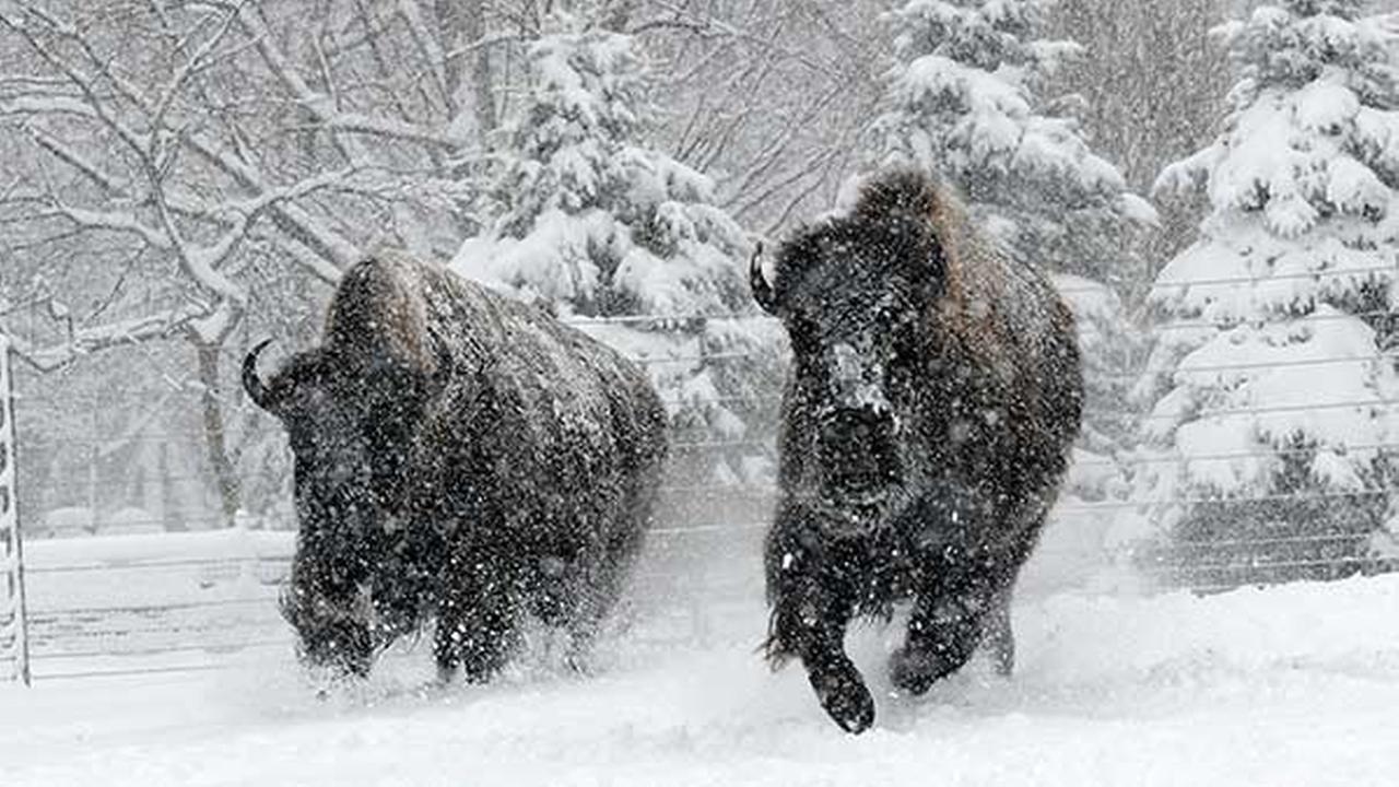 PHOTOS Brookfield Zoo animals enjoy snow day