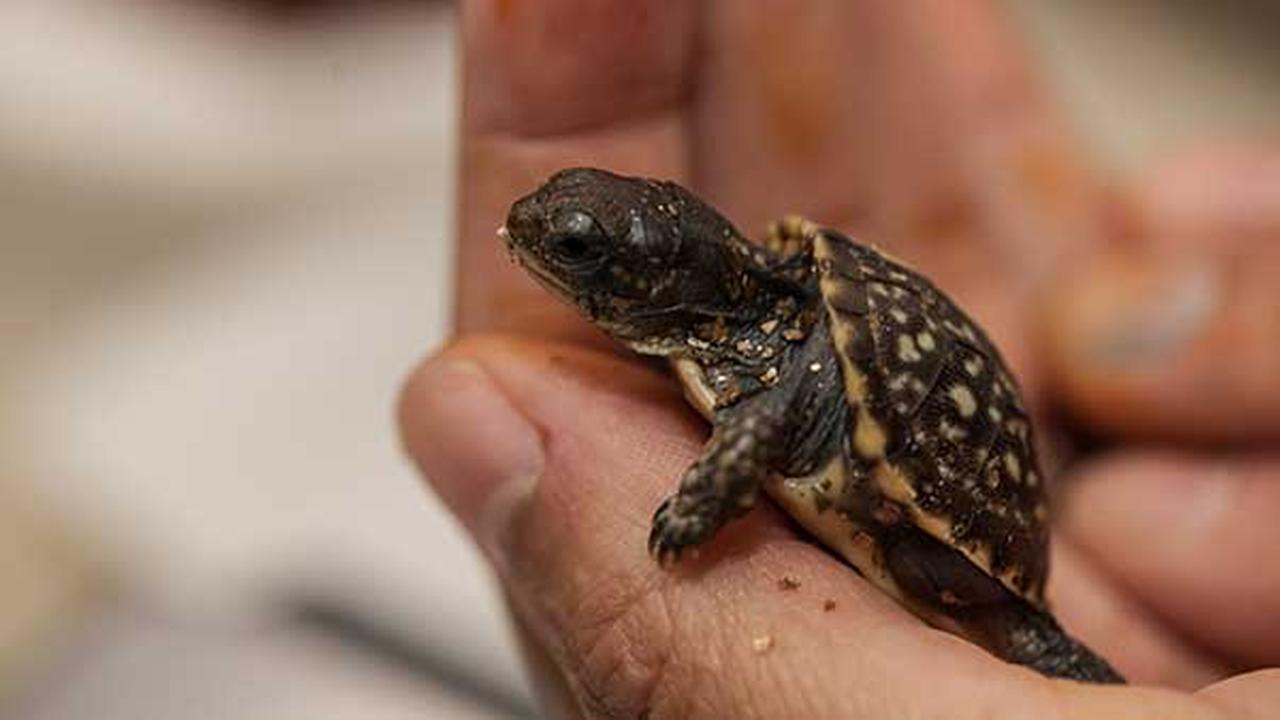 26 ornate box turtles hatch at Brookfield Zoo, Lincoln Park Zoo