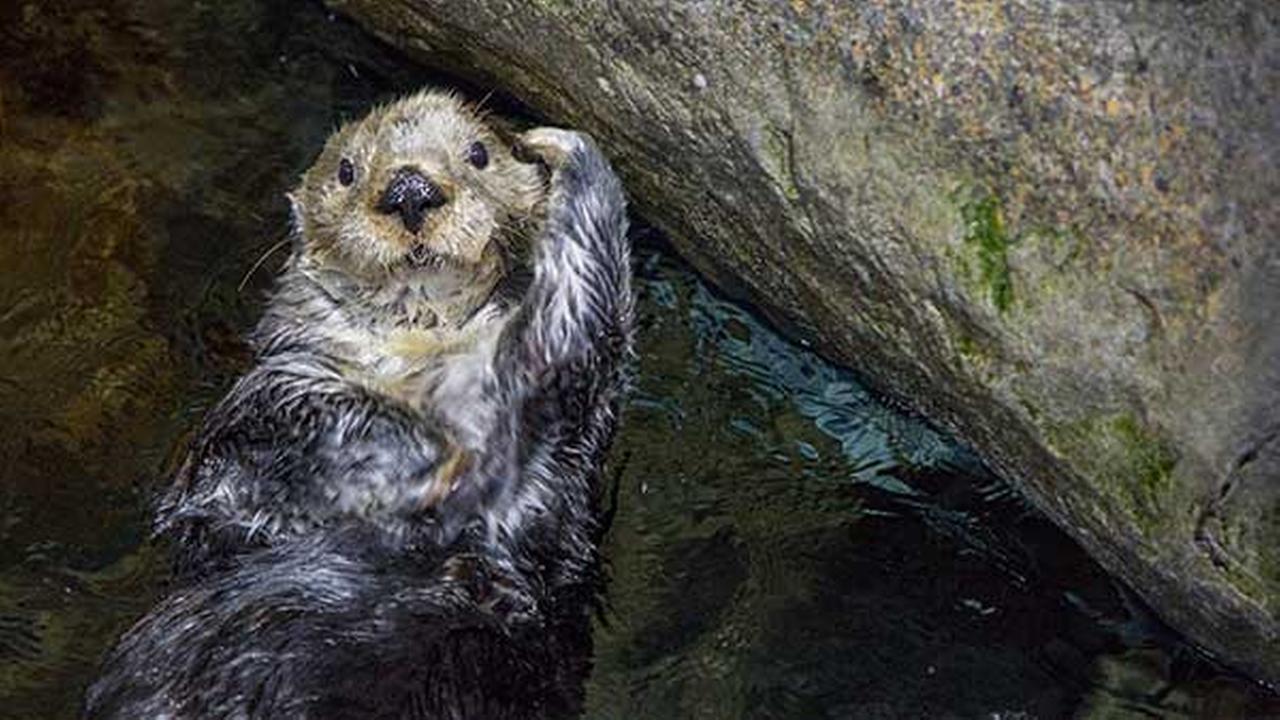 PHOTOS Shedd Aquarium Sea Otters