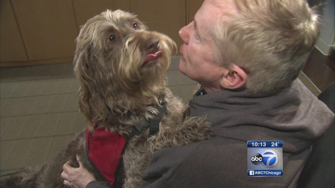 <strong>Dog</strong> Daze: Bogus Service Animals Hurt Those Who Need Hel...