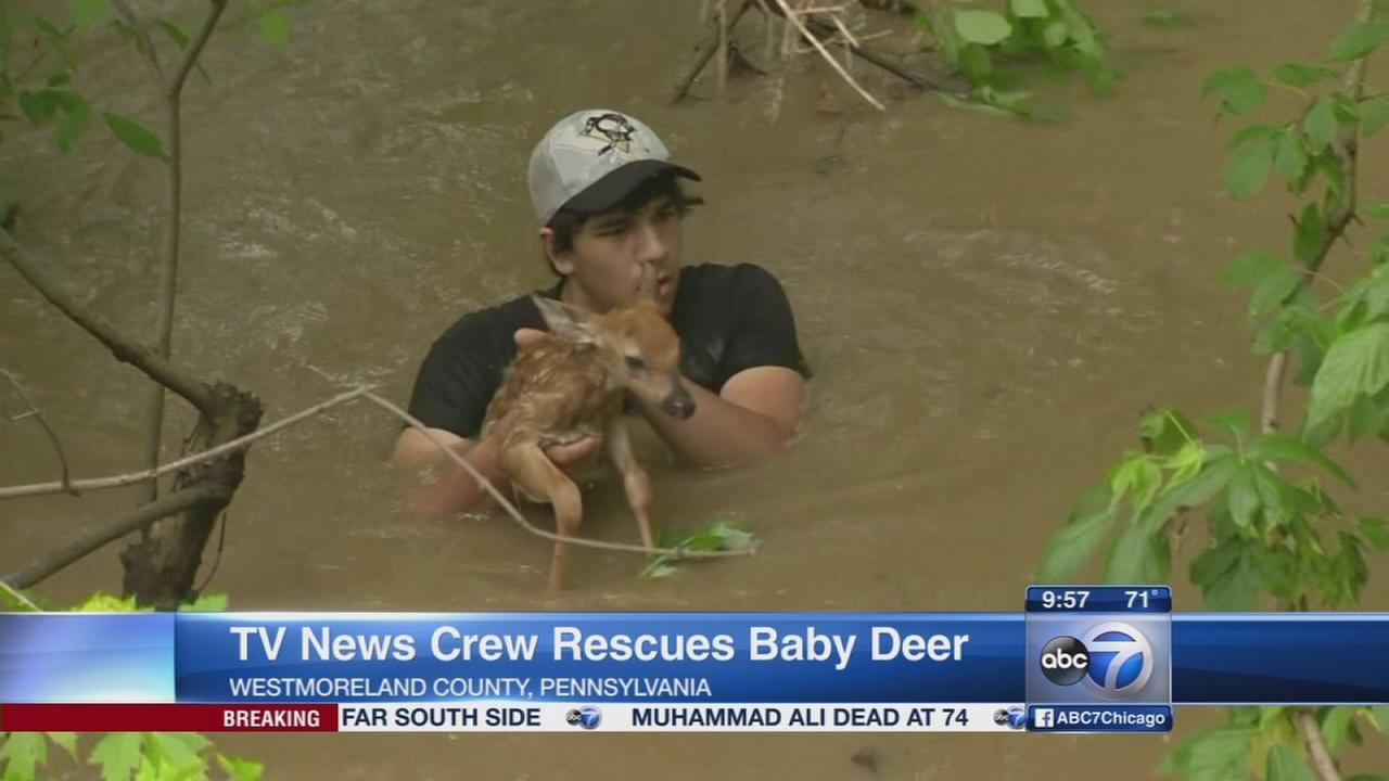 Call for donations after nearly 300 dogs rescued from N.J ...