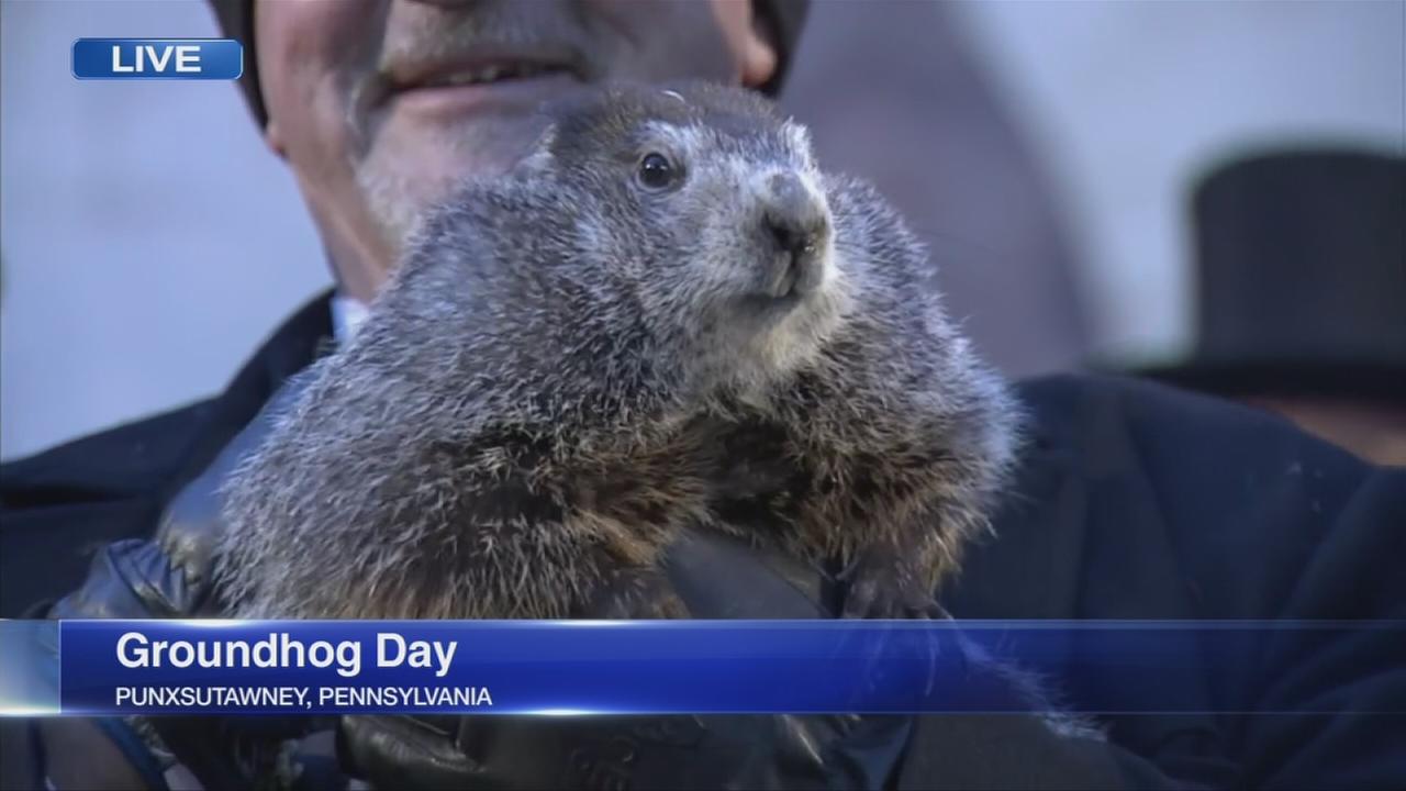 groundhog day prediction abc7chicago abc7 wls chicago and chicago news groundhog day prediction abc7chicago abc7 wls chicago and chicago news
