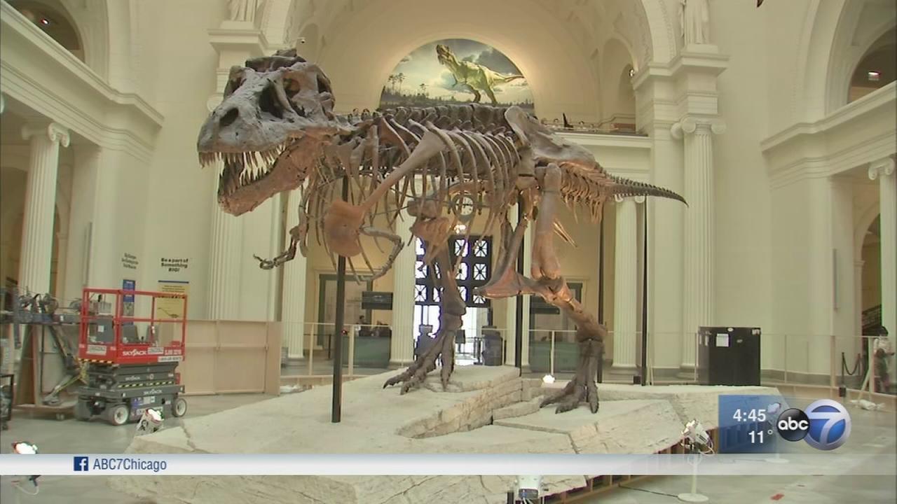 sue the t rex The tyrannosaurus rex skeleton we know as sue exists somewhere on the spectrum between sculpture and erector set sue stands in the field museum's central stanley field hall thanks to an armature, a metal framework, that holds in their proper place the bones discovered in the south dakota earth in. sue the t rex The tyrannosaurus rex skeleton we know as sue exists somewhere on the spectrum between sculpture and erector set sue stands in the field museum's central stanley field hall thanks to an armature, a metal framework, that holds in their proper place the bones discovered in the south dakota earth in.