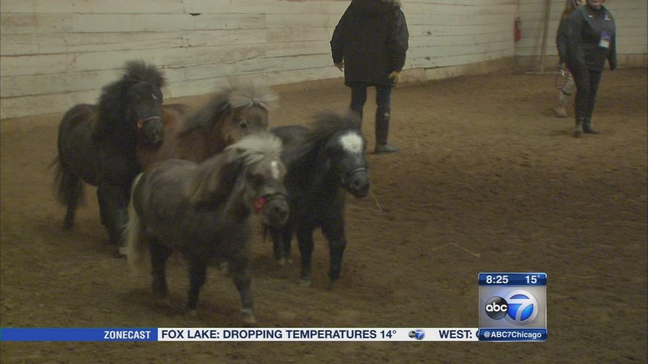 Mane in Heaven offers pet therapy with miniature horses