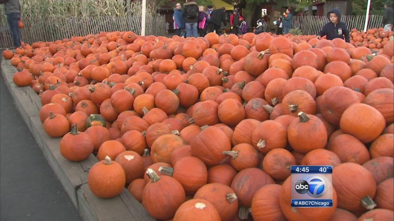 Pumpkin Patch Chicago Suburbs