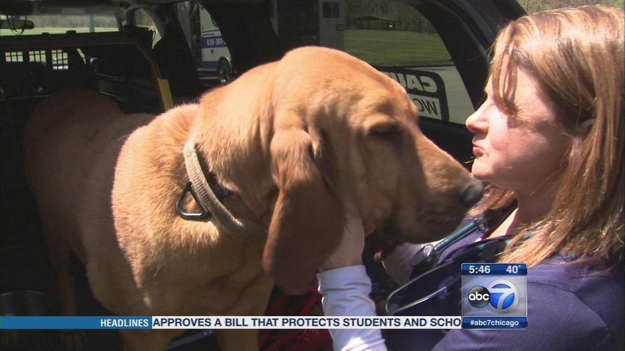 Pet ambulance brings Chicago veterinarian to canine patients